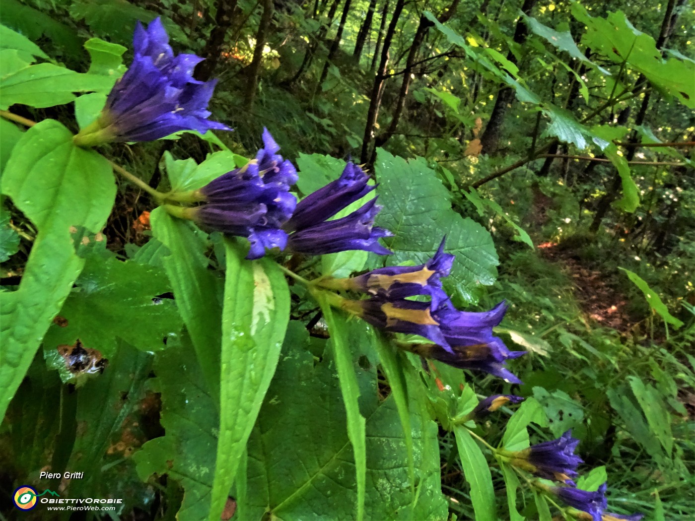 17 Gentiana asclepiadea (Genziana minore).JPG